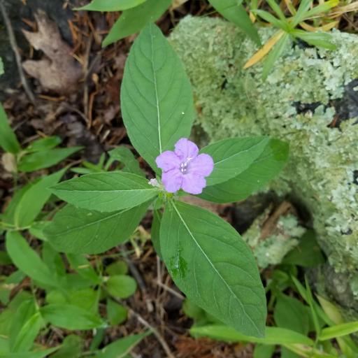 Ruellia caroliniensis other