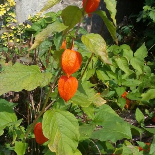 Physalis lagascae other