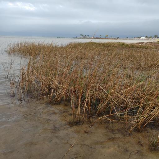 Sporobolus alterniflorus other