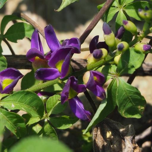 Wisteriopsis reticulata other