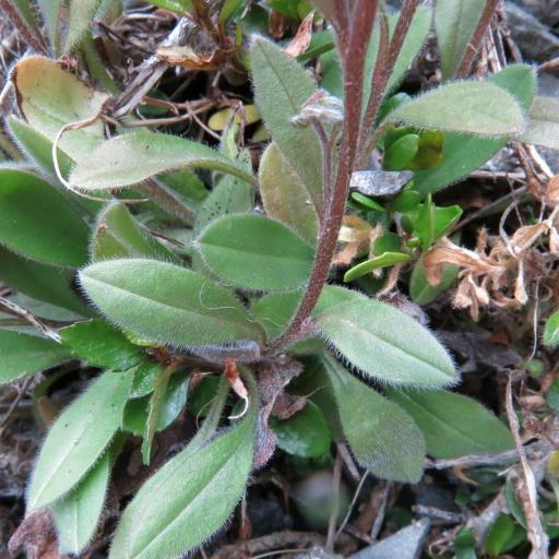 Myosotis australis — houseplant care guide