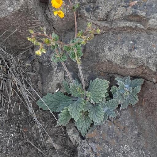 Calceolaria corymbosa other