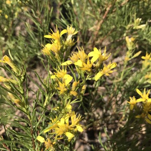 Ericameria bloomeri — related species from the same genus