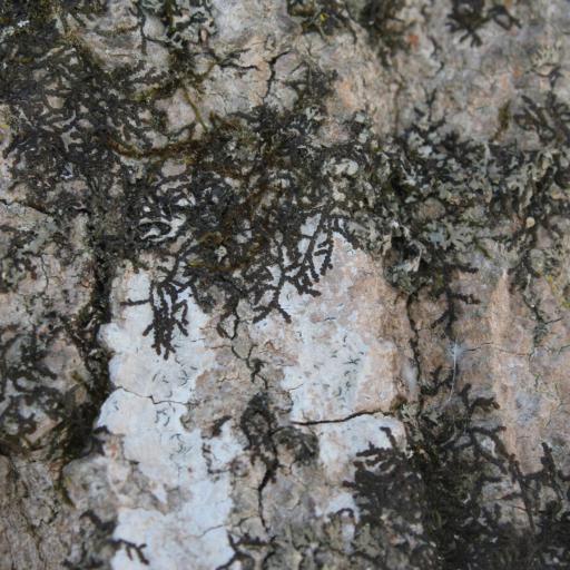 Frullania eboracensis — related species from the same genus