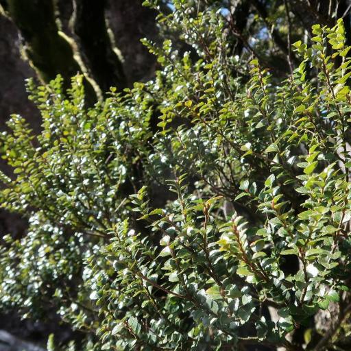 Nothofagus cunninghamii other