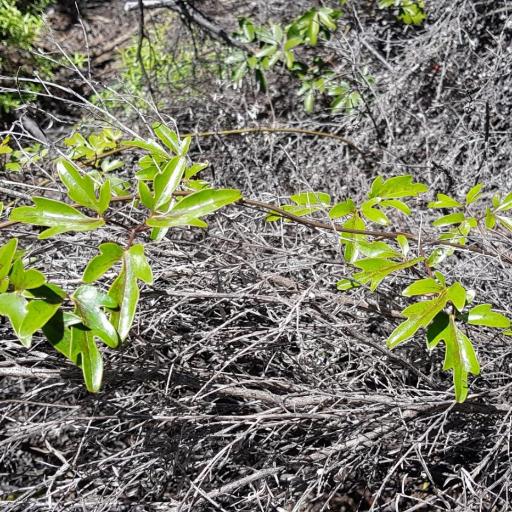 Clematis forsteri other