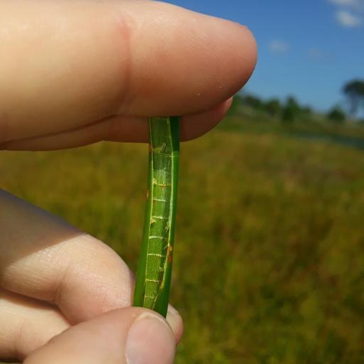 Eleocharis sphacelata — search result for 'Eleocharis'