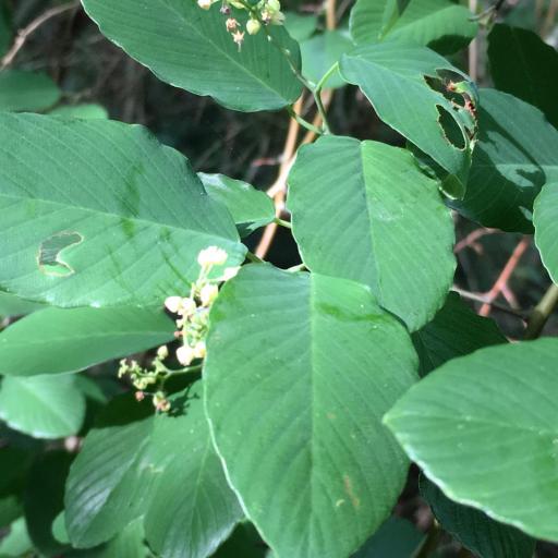 Berchemia scandens — search result for 'Alabama'