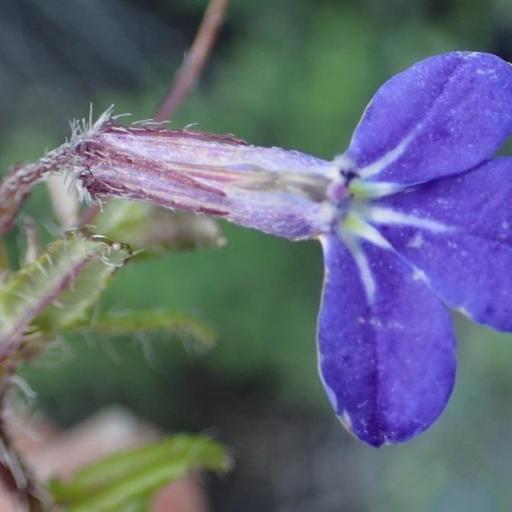Lobelia neglecta other