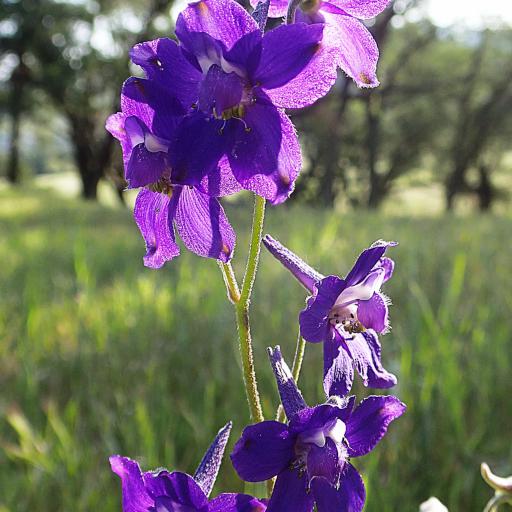 Delphinium decorum other