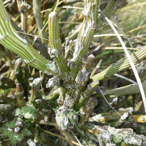 Carmichaelia crassicaulis other