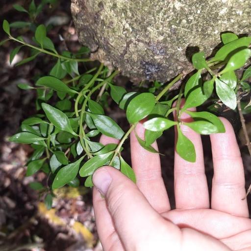 Tupeia antarctica — houseplant care guide