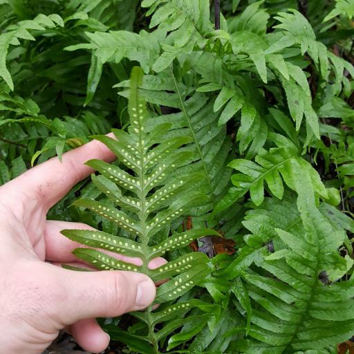 Polypodium calirhiza other