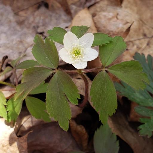 Anemonoides quinquefolia other