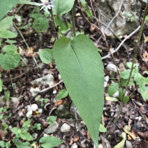Symphyotrichum drummondii