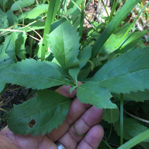 Eurybia radulina — search result for 'Eurybia'