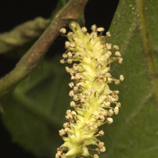 Paratrophis pendulina other