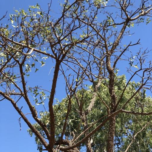 Erythrina vespertilio other