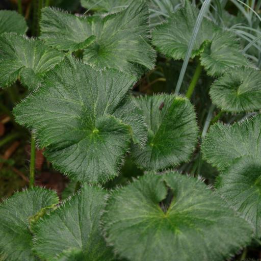 Azorella polaris other