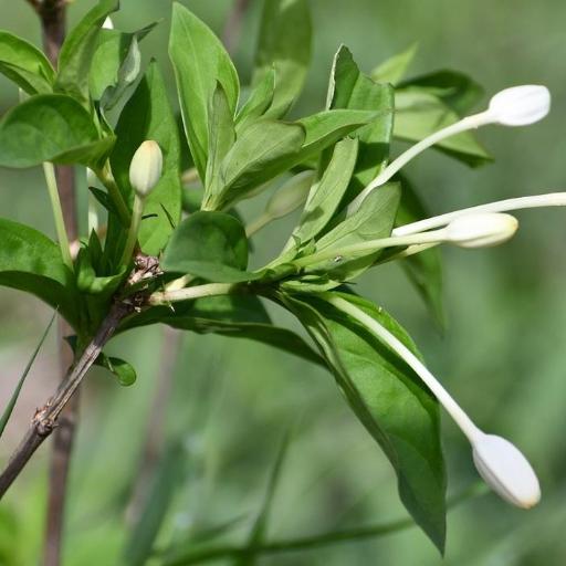 Bouvardia longiflora other