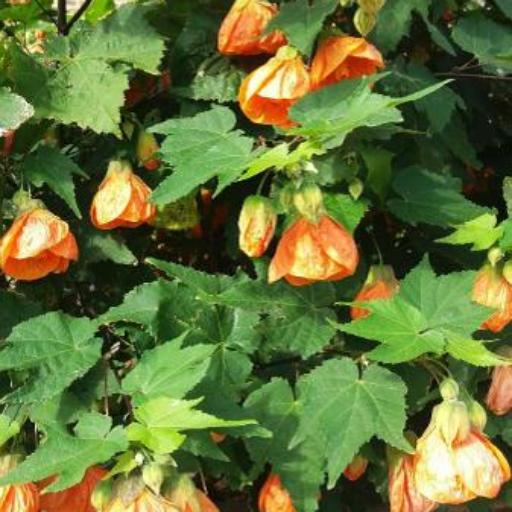 Callianthe picta other