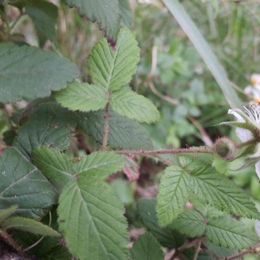 Rubus croceacanthus — houseplant care guide