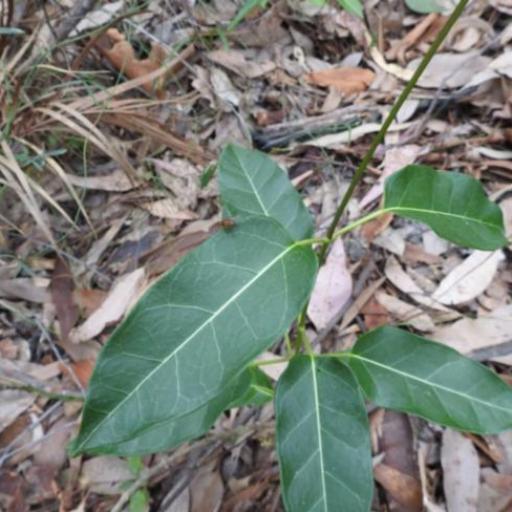 Leichhardtia rostrata other