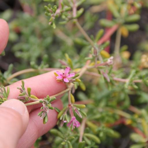 Frankenia salina — search result for 'Fuchsia'