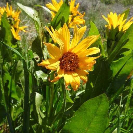 Wyethia amplexicaulis other