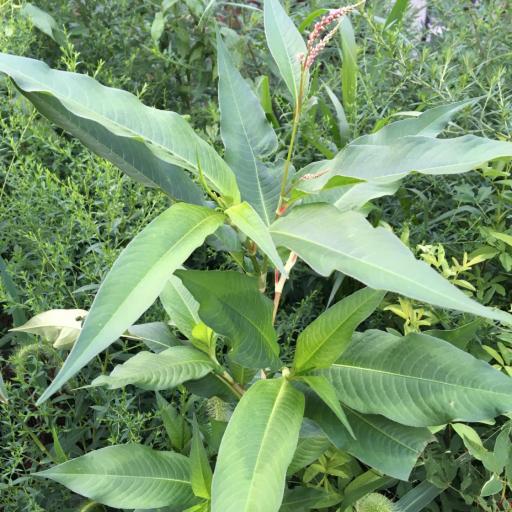 Persicaria extremiorientalis — houseplant care guide