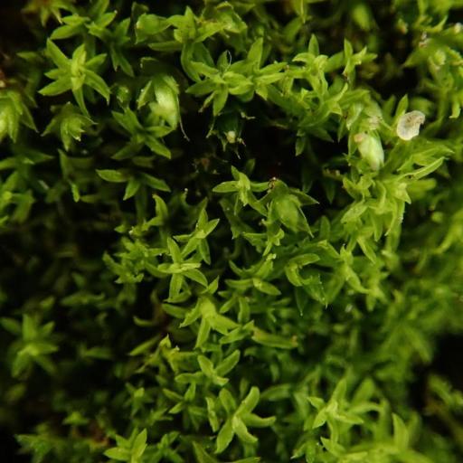 Streblotrichum convolutum — houseplant care guide