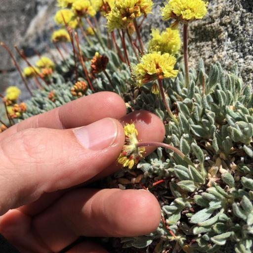 Eriogonum rosense — search result for 'Eriogonum'