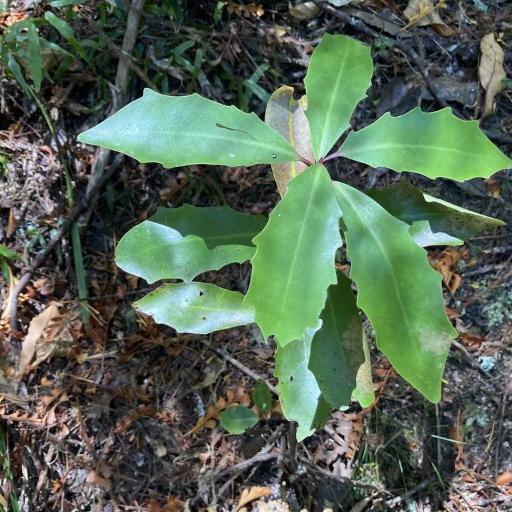 Alseuosmia quercifolia — related species from the same genus