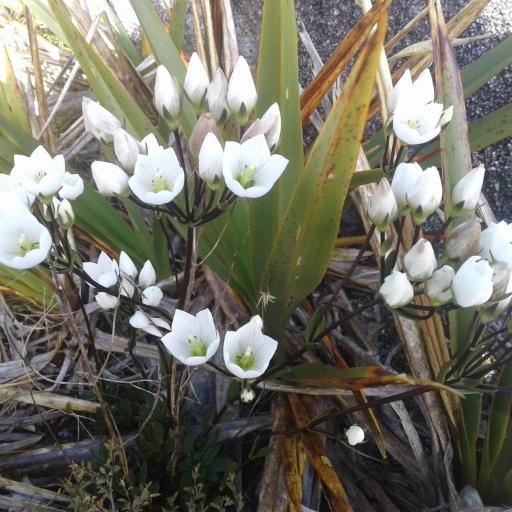 Gentianella montana other