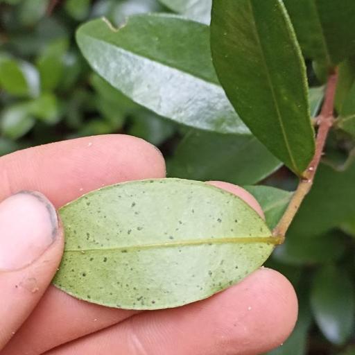 Metrosideros fulgens — search result for 'Metrosideros'