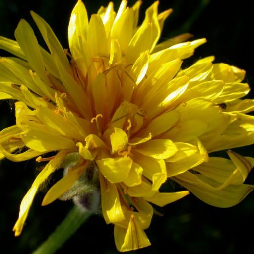 Microseris cuspidata — related species from the same genus