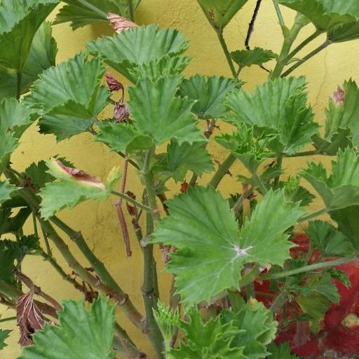 Pelargonium × domesticum other