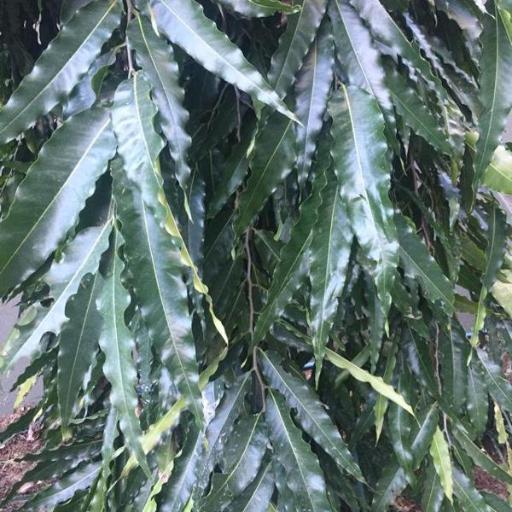 Monoon longifolium — search result for 'Annonaceae'