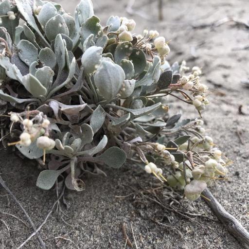 Physaria didymocarpa other