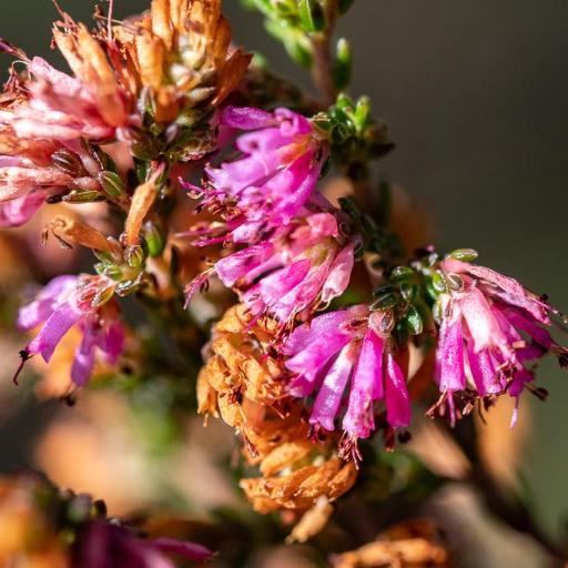 Erica labialis — houseplant care guide