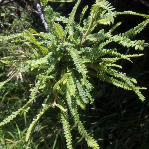 Sophora fulvida — search result for 'Sophora'