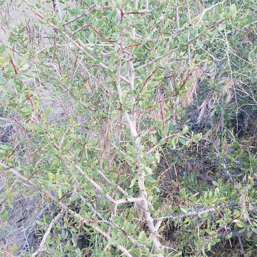 Prunus andersonii — houseplant care guide