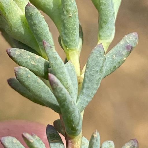 Lampranthus emarginatus — houseplant care guide