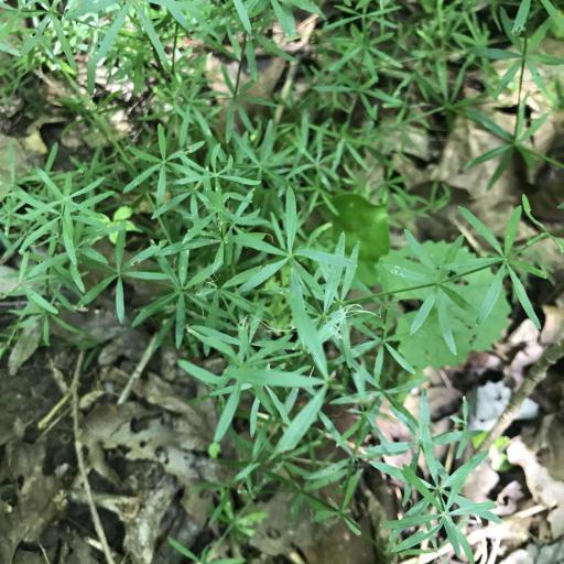 Galium concinnum — search result for 'Midwestern'