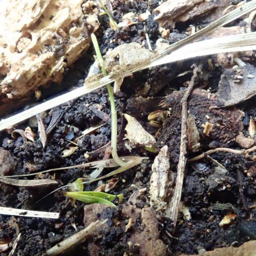 Microlaena stipoides — search result for 'Papua New Guinea'