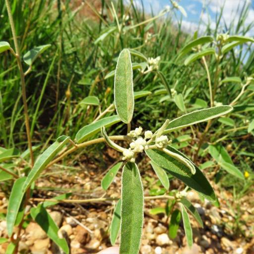 Croton texensis — houseplant care guide