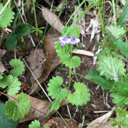 Glechoma grandis other