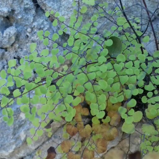 Adiantum tricholepis other
