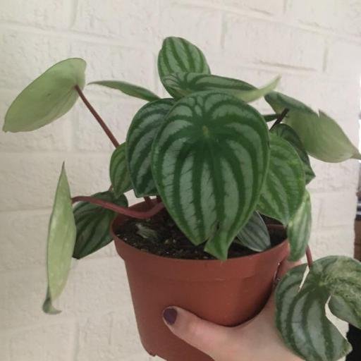 Peperomia argyraea other
