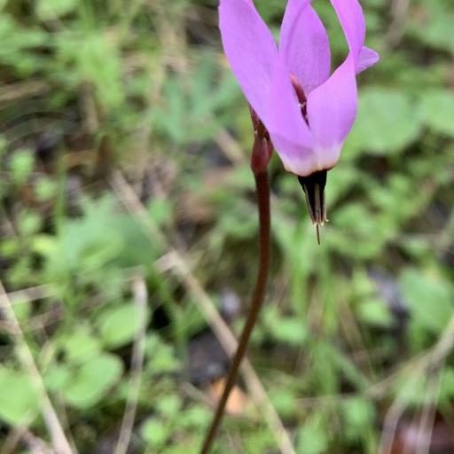 Primula hendersonii other
